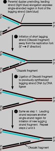 Steps in lagging strand synthesis and Okazaki fragment joining