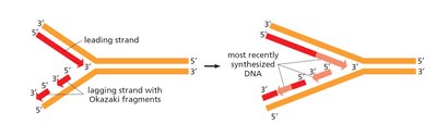 Leading and lagging strand synthesis at the replication fork