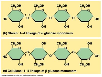 Starch, glycogen, and cellulose structure and branching