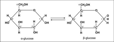 Alpha and beta glucose structures