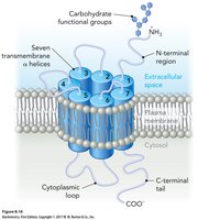 GPCR structure diagram