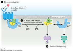 GPCR activation and G protein dissociation