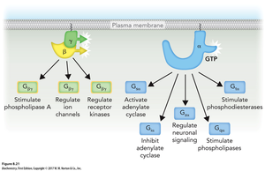 Downstream signaling of GPCRs