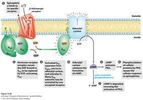Epinephrine signaling via GPCR