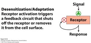 G protein inactivation mechanism