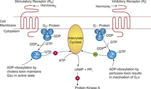 Inactivation of G protein signaling