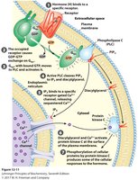 Phospholipase C pathway