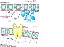 Calcium signaling pathway