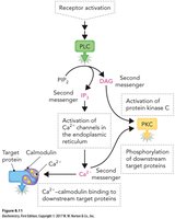 PLC pathway and second messengers