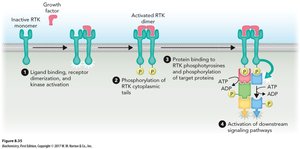 Growth factor signaling through tyrosine kinase receptors