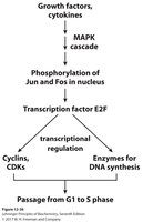 Transcriptional regulation of cell proliferation