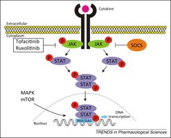JAK-STAT pathway inhibition