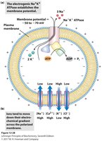 Membrane polarization and NaK ATPase