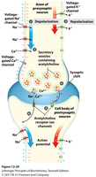 Neuronal signaling and ion channels