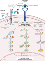 Summary diagram of biosignaling