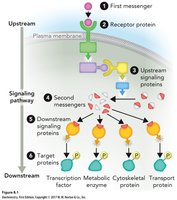 Signal transduction pathway diagram