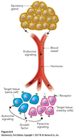Endocrine, paracrine, autocrine signaling diagram