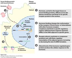 Direct regulation of transcription by hormones