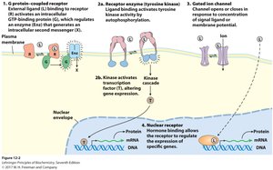 Types of membrane receptors