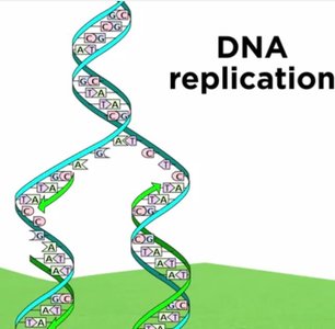 Base pairing in DNA