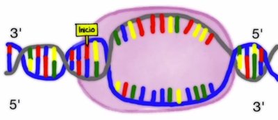 Direction of transcription (5' to 3')