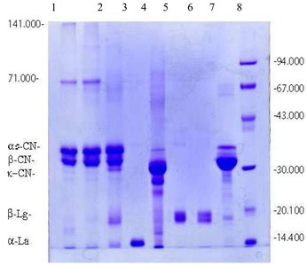 Example of a real protein gel