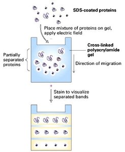 SDS-PAGE process diagram