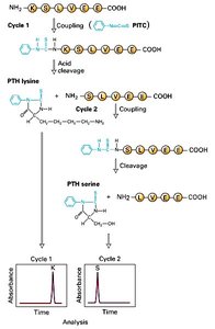 Edman degradation process