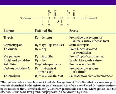 Protease cleavage sites and peptide mapping