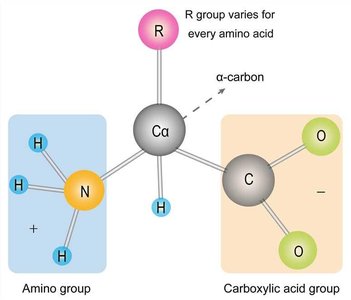 General structure of an amino acid