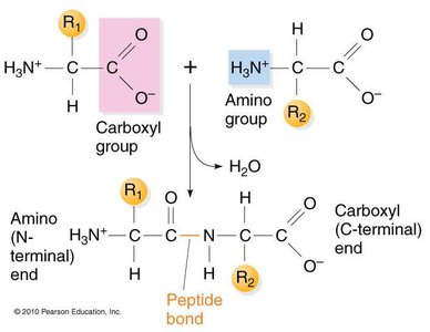 Peptide bond formation and directionality