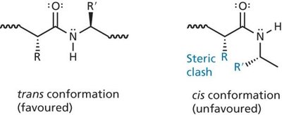 Cis and trans conformations of peptide bonds