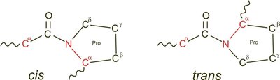 Cis and trans isomers of proline peptide bond
