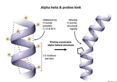 Alpha helix and proline kink