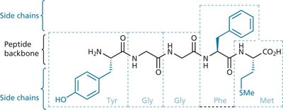 Peptide backbone and side chains