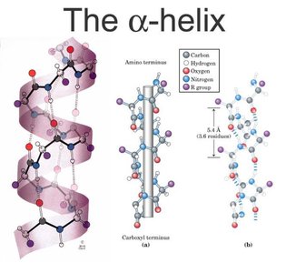 Alpha helix structure