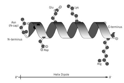 Helix dipole and side chains