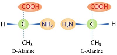 D- and L-alanine structures