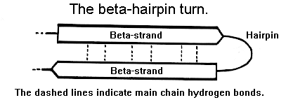 Beta-hairpin turn hydrogen bond