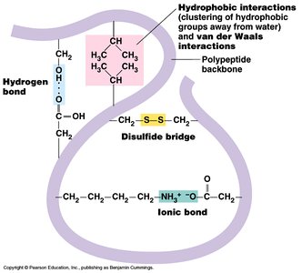 Tertiary structure interactions