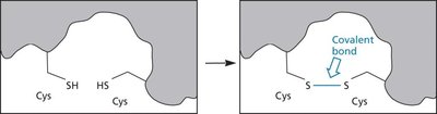Disulfide bond formation