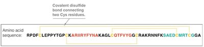 Disulfide bond connections in sequence