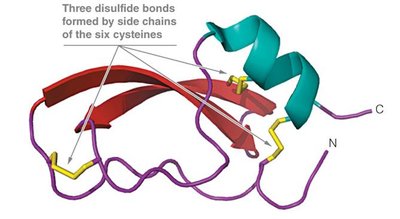 BPTI protein structure