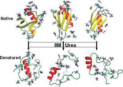 Urea-mediated protein denaturation