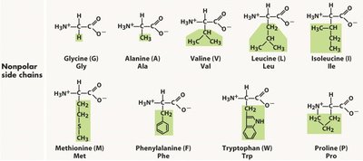 Nonpolar side chains of amino acids