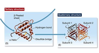 Tertiary and quaternary structure