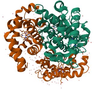Quaternary structure of hemoglobin
