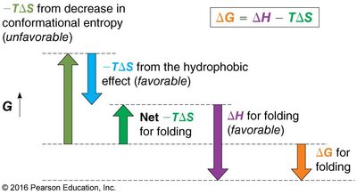 Thermodynamic factors in protein folding
