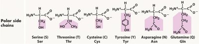 Polar side chains of amino acids