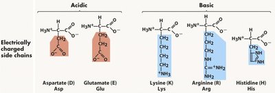 Acidic and basic side chains of amino acids